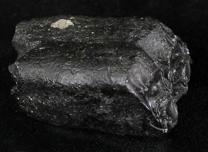 Pleistocene Aged Fossil Horse Tooth - Florida #21848